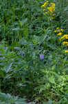 Limestone wild petunia